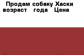 Продам собаку Хаски, возраст 3 года › Цена ­ 35 000 - Татарстан респ., Казань г. Животные и растения » Собаки   . Татарстан респ.